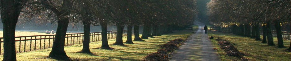 trees